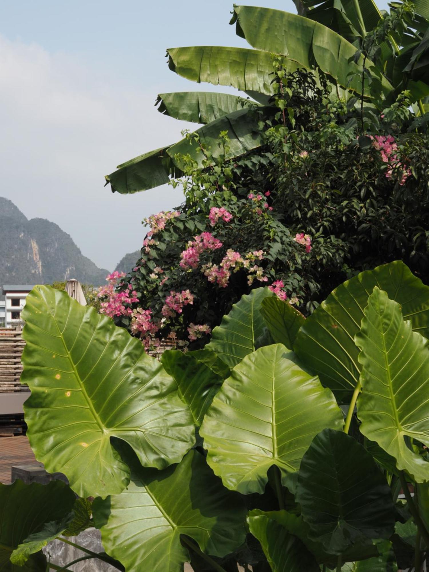 Yangshuo Hillside Homestay المظهر الخارجي الصورة