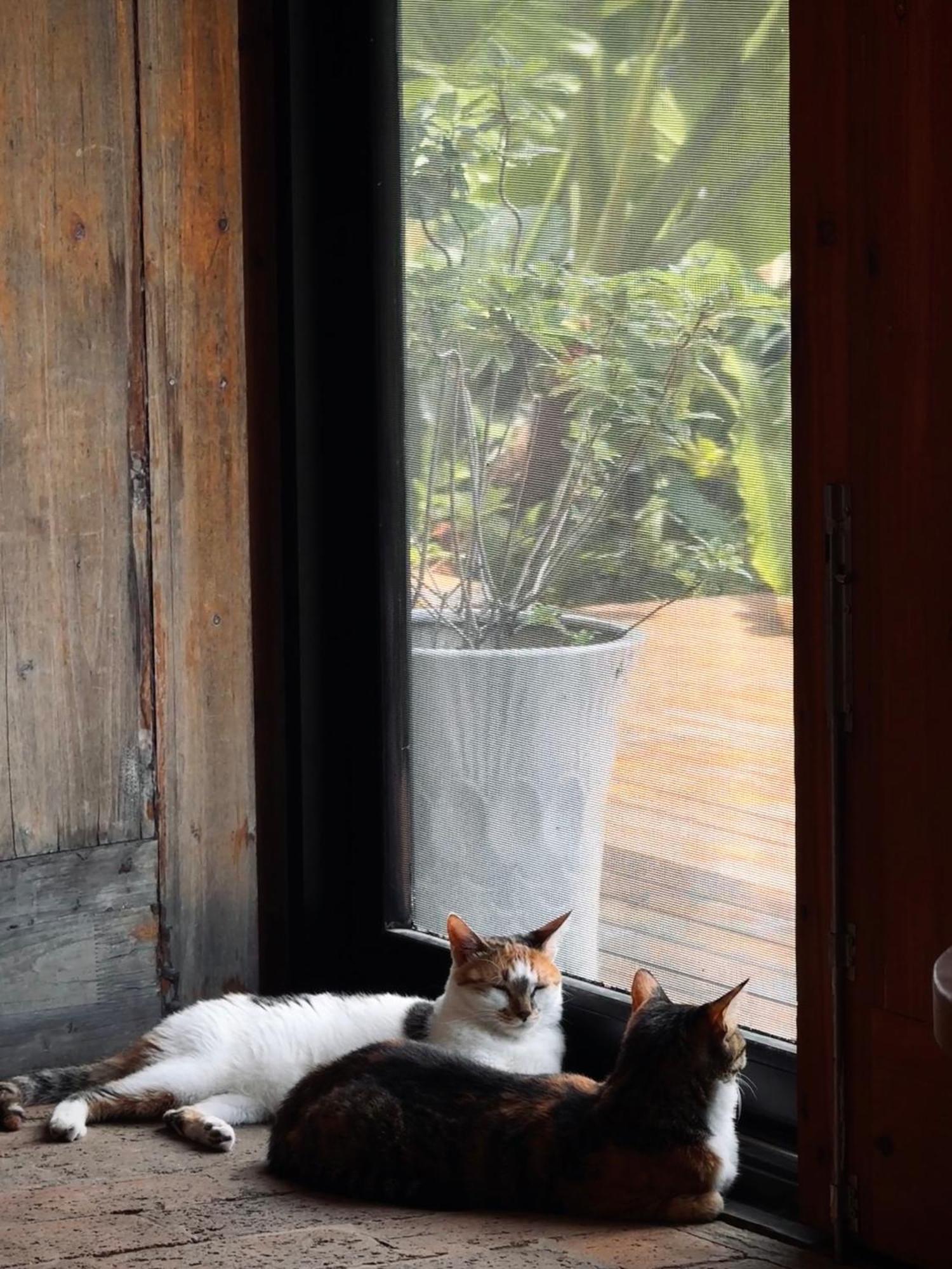 Yangshuo Hillside Homestay المظهر الخارجي الصورة